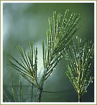 Environment