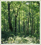 Environment