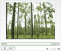 Southern Pine: From Forest to Floors video